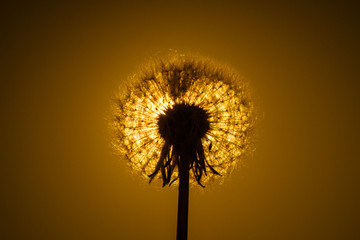 Dandelion close-up on the background sunset