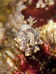 Nudibranch - Chromodoris mandapamensis