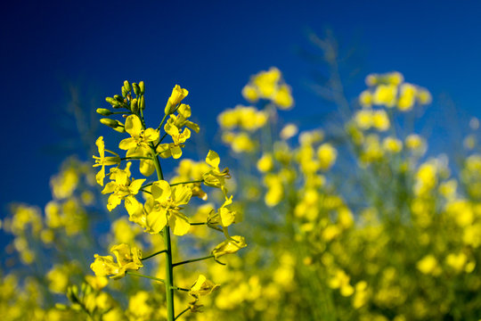 Canola flower blooming on blue sky background