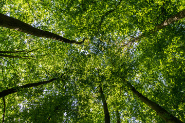 Fototapeta na wymiar Green forest looking up