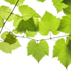 Grape leaves isolated on white
