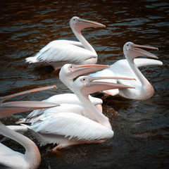 pelican birds swim in lake