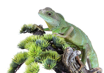 water dragon