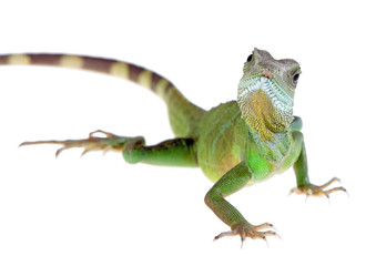 water dragon