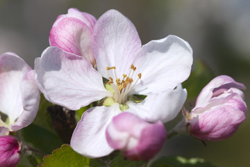 Fototapeta na wymiar Apple flowers.