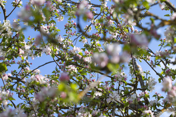 Apple flowers.