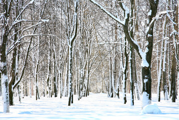 Park with snow on trees in april