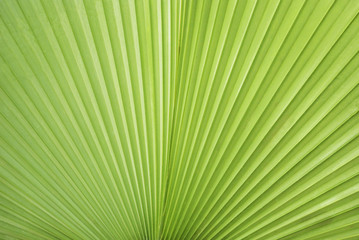Obraz premium Palm tree leaf