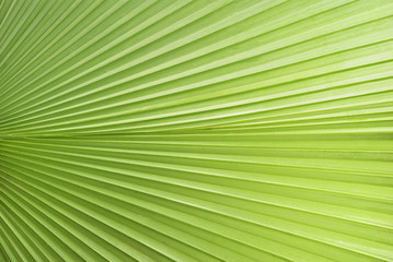 Palm leaf pattern