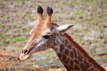 giraffe head shot