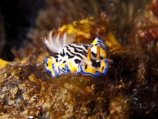Nudibranch - Hypselodoris maritima