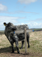 Fototapeta premium Cow and signpost in Doone Valley, Exmoor