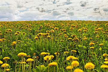 Spring weeds.