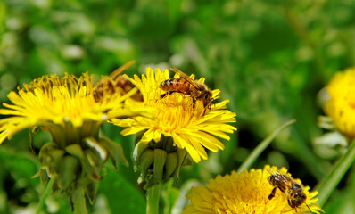 Bees on a wild flowers.