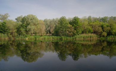 River and spring forest. Nature composition.