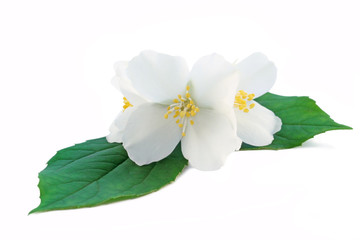 Naklejka na ściany i meble Jasmine flowers isolated on white background