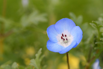 Nemophila