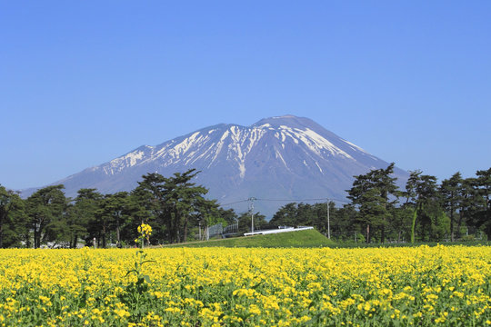 岩手山と菜の花