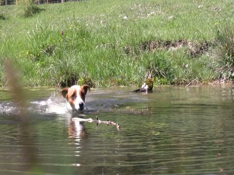 Jack Russel Terrier holt St&ouml;ckchen aus dem Wasser