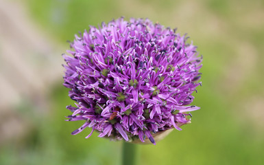 Allium aflatunense-spherical violet flower