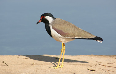 bird in india