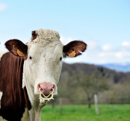 Vache montb&eacute;liarde