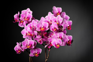 orchid background