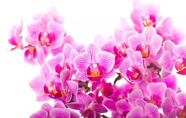 Fototapeta na wymiar tło orchidea