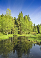 Fototapeta premium bog lake in the national park Sumava, Czech republic , Europe