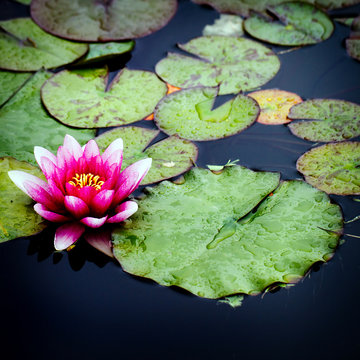 ninfea fucsia