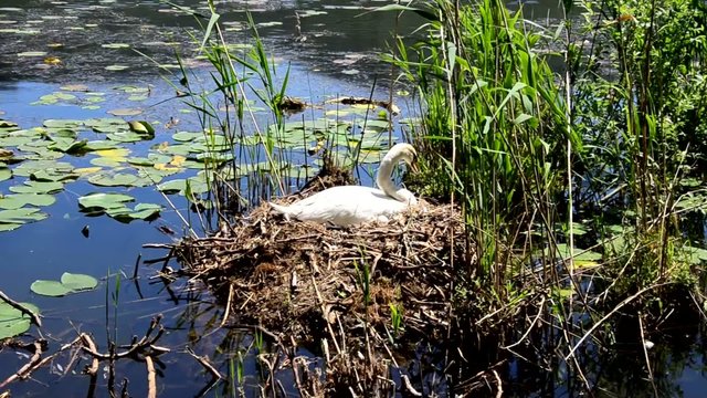cigno nido lago cignus anatide