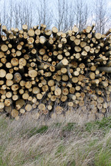 stack pile of tree logs