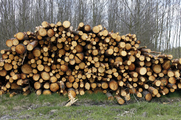 stack pile of tree logs