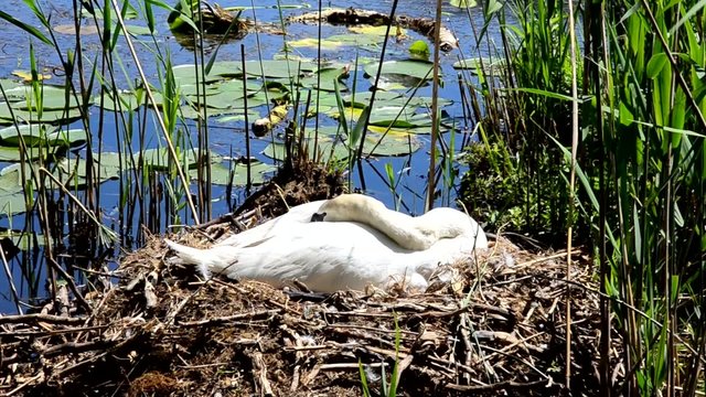 cigno nido lago cignus anatide