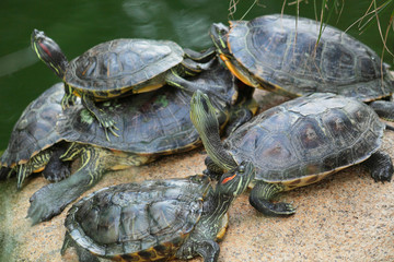Obraz premium Group of red-eared slider turtles sitting on a stone in the zoo