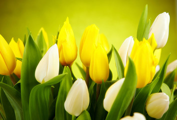 Plakat zdjęcia tulipanów