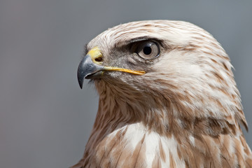 Raufußbussard (Buteo lagopus)