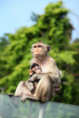 Monkey (Long-Tailed Macaque) with her sweet baby.