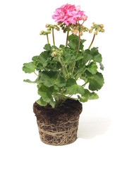 Geranium without pot, isolated