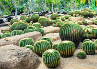 Fototapeta na wymiar Cactus