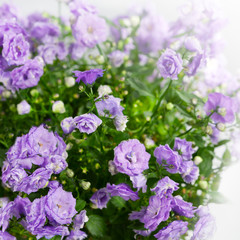 Fototapeta premium Blossoming flower campanula