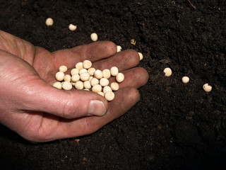 Planting peas