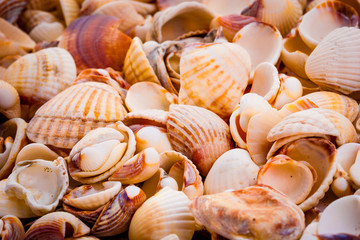 seashells background