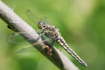 libellule