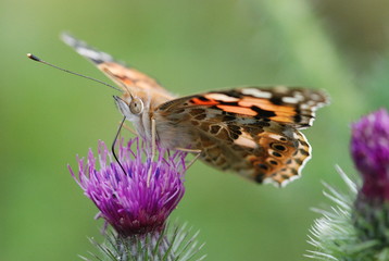 Papillon,