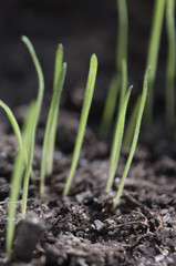 First seedlings in spring