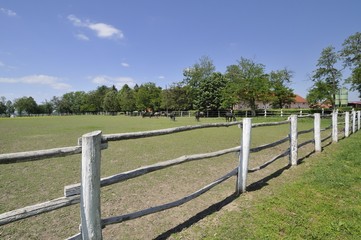 Fototapeta premium Horse farm in Croatia