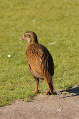 Weka, a flightless bird of New Zealand