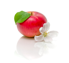 red apple and apple blossom on a white background