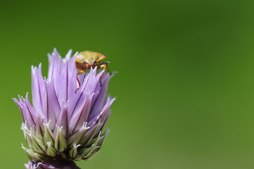 schnittlauchblüte mit rüsselkäfer 24
